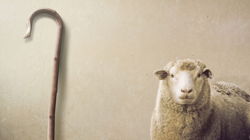 Sheep and shepherd's crook against an off-white wall