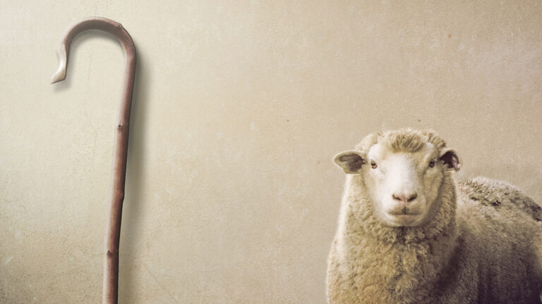 Sheep and shepherd's crook against an off-white wall